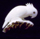 Cockatoo