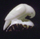 Parrot